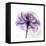 Purple Rose-Albert Koetsier-Framed Stretched Canvas