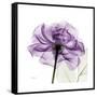 Purple Rose-Albert Koetsier-Framed Stretched Canvas