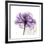 Purple Rose-Albert Koetsier-Framed Premium Giclee Print