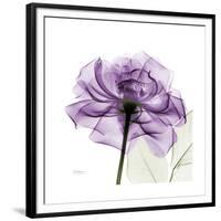 Purple Rose-Albert Koetsier-Framed Premium Giclee Print