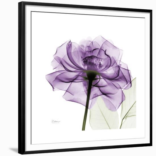 Purple Rose-Albert Koetsier-Framed Premium Giclee Print