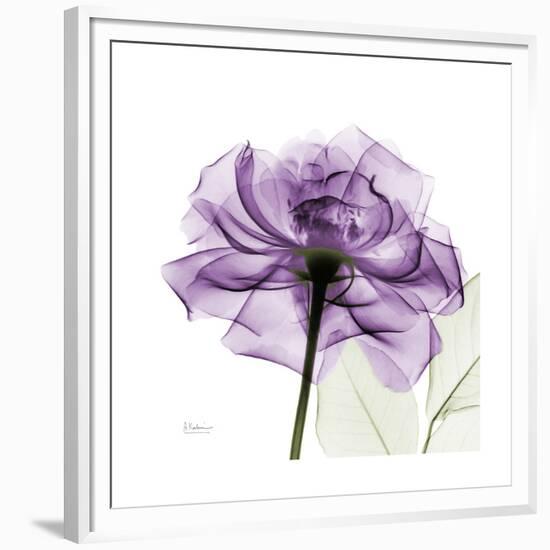 Purple Rose-Albert Koetsier-Framed Premium Giclee Print