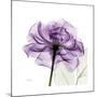 Purple Rose-Albert Koetsier-Mounted Premium Giclee Print