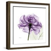 Purple Rose-Albert Koetsier-Framed Art Print