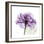 Purple Rose-Albert Koetsier-Framed Art Print