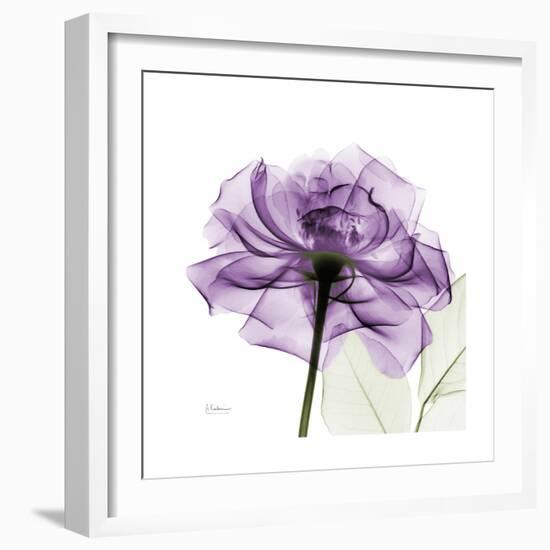 Purple Rose-Albert Koetsier-Framed Art Print