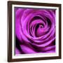 Purple Rose-null-Framed Photographic Print