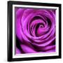 Purple Rose-null-Framed Photographic Print