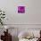 Purple Rose-null-Photographic Print displayed on a wall