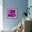 Purple Rose-null-Framed Photographic Print displayed on a wall