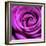 Purple Rose-null-Framed Photographic Print