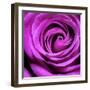 Purple Rose-null-Framed Photographic Print