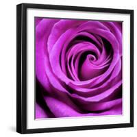 Purple Rose-null-Framed Photographic Print