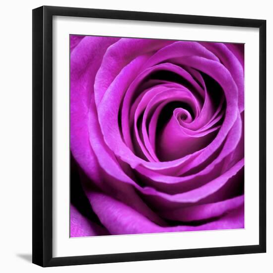 Purple Rose-null-Framed Photographic Print