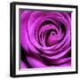 Purple Rose-null-Framed Photographic Print