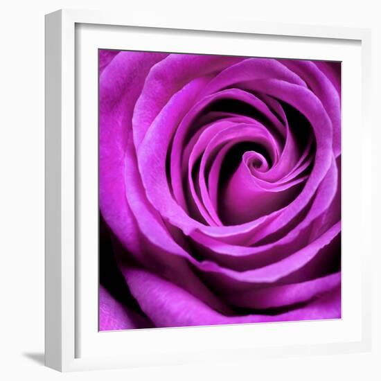 Purple Rose-null-Framed Photographic Print