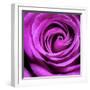 Purple Rose-null-Framed Photographic Print
