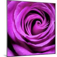 Purple Rose-null-Mounted Photographic Print