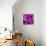 Purple Rose-null-Mounted Photographic Print displayed on a wall