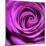 Purple Rose-null-Mounted Photographic Print