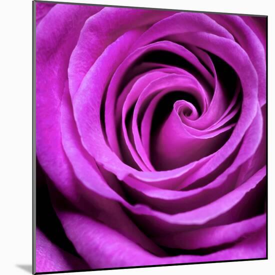 Purple Rose-null-Mounted Photographic Print