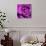 Purple Rose-null-Photographic Print displayed on a wall