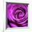 Purple Rose-null-Framed Photographic Print