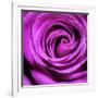 Purple Rose-null-Framed Photographic Print