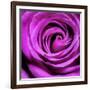 Purple Rose-null-Framed Photographic Print