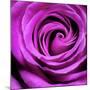 Purple Rose-null-Mounted Photographic Print