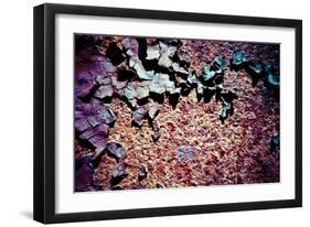 Purple Rust Up Close I-Jean-François Dupuis-Framed Art Print