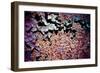 Purple Rust Up Close I-Jean-François Dupuis-Framed Art Print