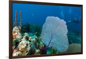 Purple Sea Fan (Gorgonia Ventalina) with Divers in Background-James White-Framed Photographic Print