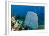 Purple Sea Fan (Gorgonia Ventalina) with Divers in Background-James White-Framed Photographic Print