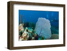 Purple Sea Fan (Gorgonia Ventalina) with Divers in Background-James White-Framed Photographic Print