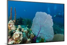 Purple Sea Fan (Gorgonia Ventalina) with Divers in Background-James White-Mounted Photographic Print