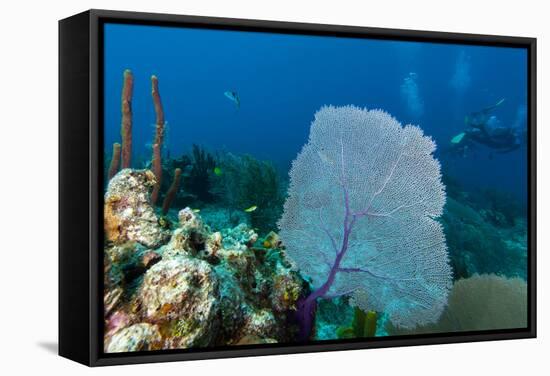 Purple Sea Fan (Gorgonia Ventalina) with Divers in Background-James White-Framed Stretched Canvas