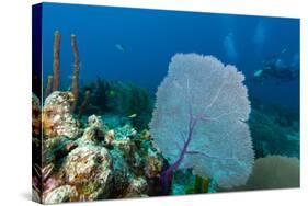 Purple Sea Fan (Gorgonia Ventalina) with Divers in Background-James White-Stretched Canvas