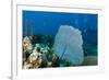 Purple Sea Fan (Gorgonia Ventalina) with Divers in Background-James White-Framed Photographic Print