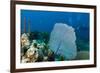 Purple Sea Fan (Gorgonia Ventalina) with Divers in Background-James White-Framed Photographic Print