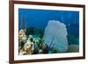 Purple Sea Fan (Gorgonia Ventalina) with Divers in Background-James White-Framed Photographic Print