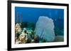 Purple Sea Fan (Gorgonia Ventalina) with Divers in Background-James White-Framed Photographic Print