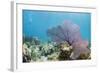 Purple Sea Fan Soft Coral , Clear Blue Waters Off of the Isle of Youth, Cuba-James White-Framed Photographic Print