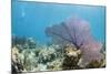 Purple Sea Fan Soft Coral , Clear Blue Waters Off of the Isle of Youth, Cuba-James White-Mounted Photographic Print