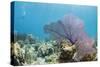 Purple Sea Fan Soft Coral , Clear Blue Waters Off of the Isle of Youth, Cuba-James White-Stretched Canvas