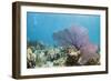 Purple Sea Fan Soft Coral , Clear Blue Waters Off of the Isle of Youth, Cuba-James White-Framed Photographic Print