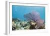 Purple Sea Fan Soft Coral , Clear Blue Waters Off of the Isle of Youth, Cuba-James White-Framed Photographic Print