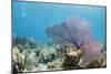 Purple Sea Fan Soft Coral , Clear Blue Waters Off of the Isle of Youth, Cuba-James White-Mounted Photographic Print