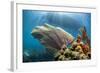 Purple Sea Fan Soft Coral , the Background, Cuba-James White-Framed Photographic Print