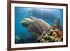 Purple Sea Fan Soft Coral , the Background, Cuba-James White-Framed Photographic Print